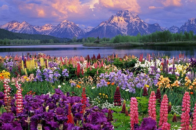 Thung lũng hoa Uttarakhand, nơi được ví như một tấm thảm hoa rực rỡ