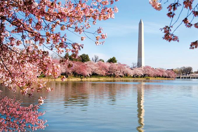 Mùa xuân ở Washington – Mỹ