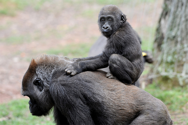 Những chú khỉ đang sinh sống tại vườn thú Atlanta