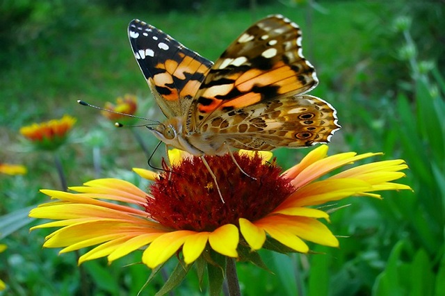 Hoa và bướm trong vịnh Humber