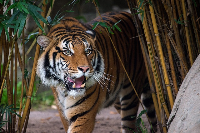 Sở thú Houston là nơi bảo tồn rất nhiều động vật hoang dã quý hiếm