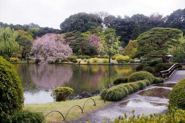 Yoyogi là một trong những địa điểm ngắm lá vàng nổi tiếng bậc nhất của Tokyo