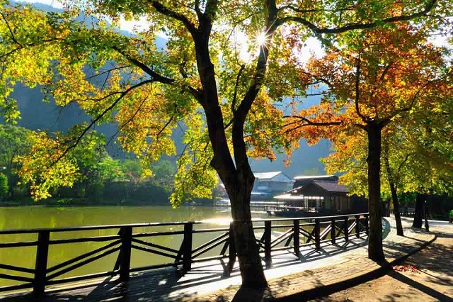 Hồ Shihmen phủ đầy sắc lá thu vào đầu tháng 12 hằng năm