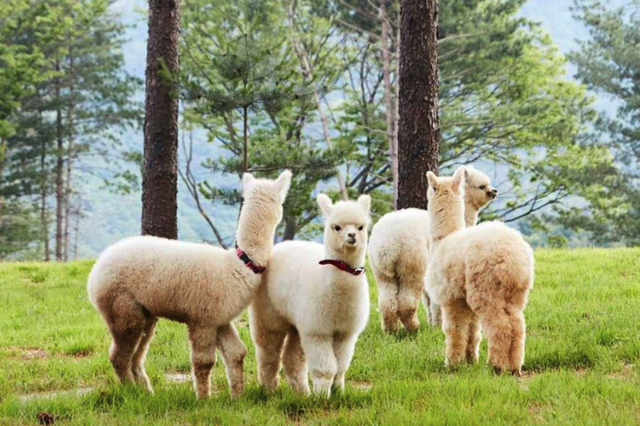 Alpaca World là nơi bạn có thể trải nghiệm các hoạt động tương tác cùng động vật
